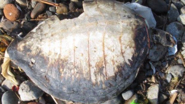 Ica: hallan muertas tortugas marinas en Pisco