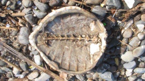 Ica: hallan muertas tortugas marinas en Pisco