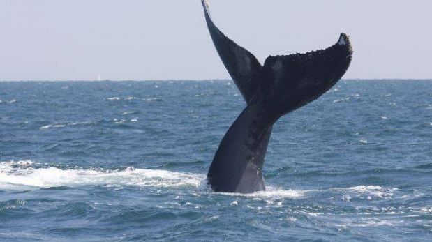 Peruanos participan en elaboración de catálogo de ballenas jorobadas