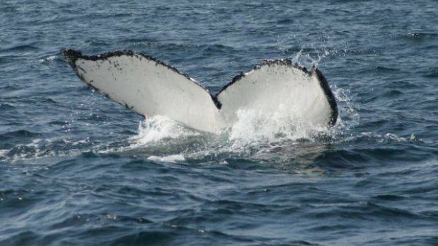 Peruanos participan en elaboración de catálogo de ballenas jorobadas