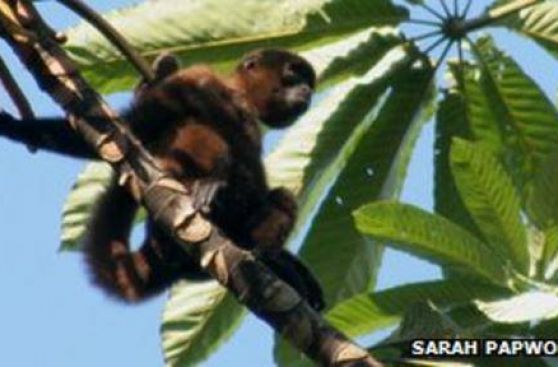 Especie de mono en el Perú sabe identificar quién lo viene a cazar