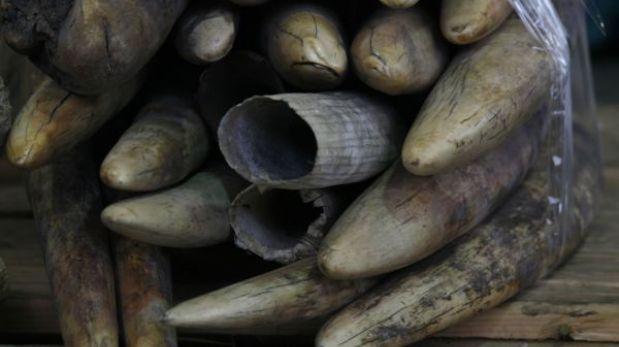 WWF insta a Tailandia cumplir su "promesa" de poner fin al comercio de marfil