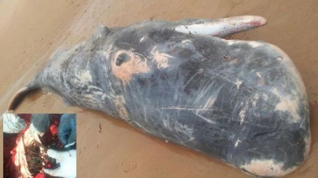 España: cachalote ‘bebé’ murió por ingerir restos de redes de pesca