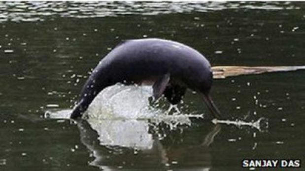 Zoológico de Seúl liberará a delfín capturado ilegalmente