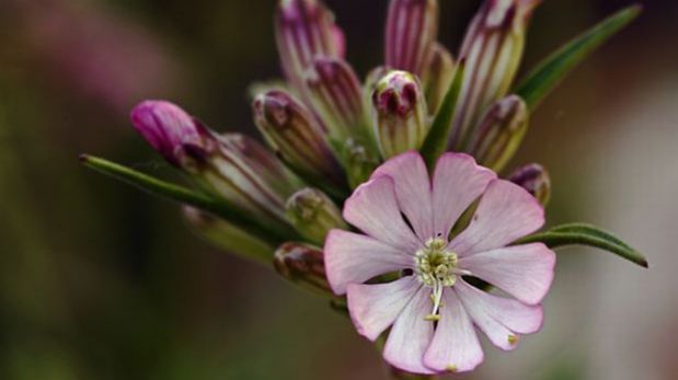 Silene de Ifach, una planta endémica que se resiste a la extinción