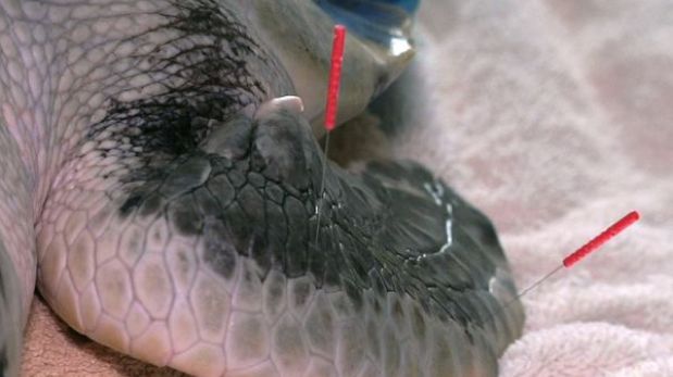 Tortugas marinas reciben tratamiento de acupuntura en Massachusetts