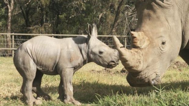 Rinoceronte blanco bebe es el nuevo miembro de un zoológico de Australia