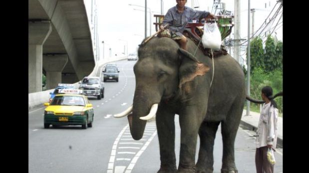 Intentan acabar con la explotación de elefantes en Tailandia