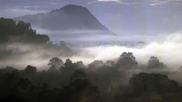 Bosques de niebla, las valiosas fuentes de agua del trópico