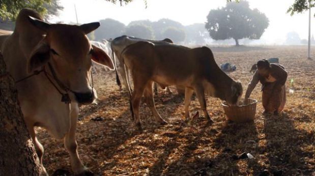ONU advierte que la biodiversidad de cultivos y ganado disminuye aceleradamente