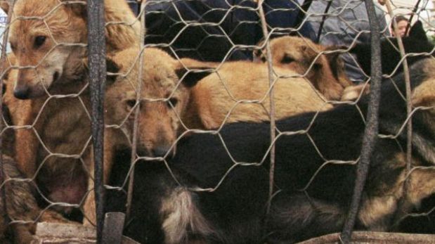 Encuentran mil cráneos de perros en un vertedero de Tailandia 