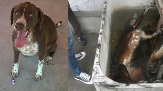 Perros muertos fueron encontrados en universidad en Piura
