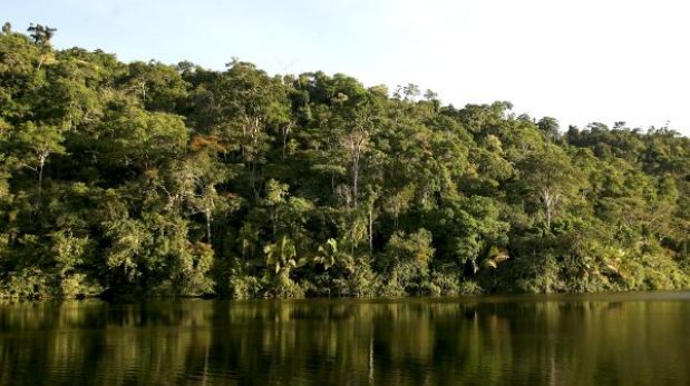 ¿Cómo ayuda Natura a reforestar la Amazonía y compensar sus emisiones?