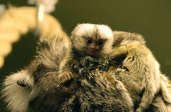 FOTOS: los nacimientos silvestres son la nueva atracción en un zooológico de Reino Unido