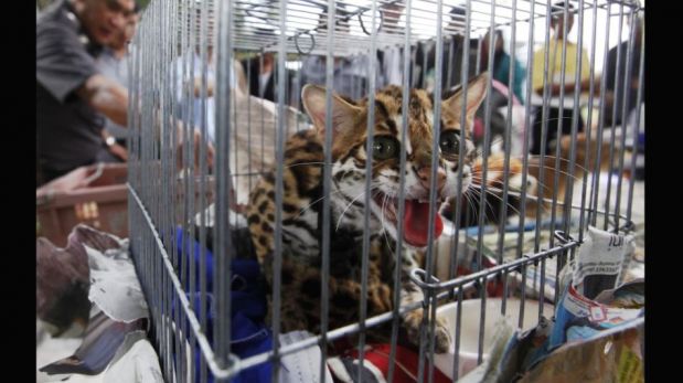 FOTOS: rescatan leones y otras especies salvajes en una casa de Bangkok