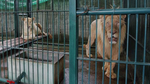 FOTOS: rescatan leones y otras especies salvajes en una casa de Bangkok