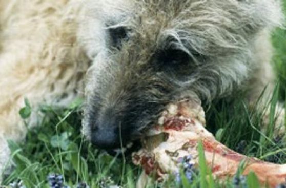 El virus de los perros que amenaza a los grandes felinos