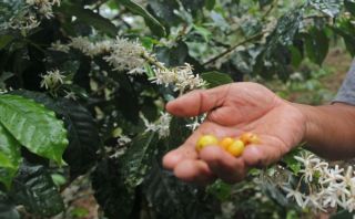 Minagri: exportaciones agrícolas caerán entre 20% y 25% este año