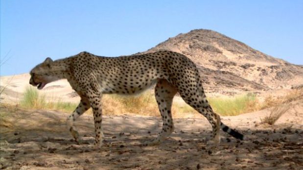 La increíble aceleración de los guepardos