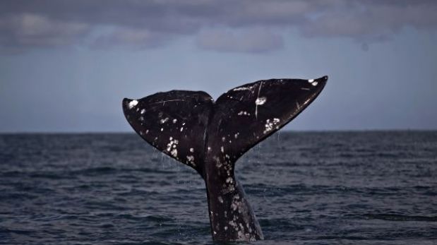 ¿Cómo aguantan las ballenas y focas tanto tiempo bajo el agua?