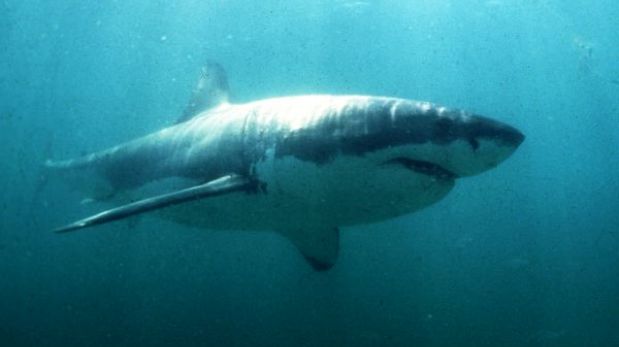 El tiburón blanco es una de las especies más amenazadas