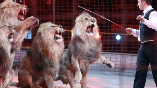 Colombia: ley prohibe el uso de animales salvajes en los circos