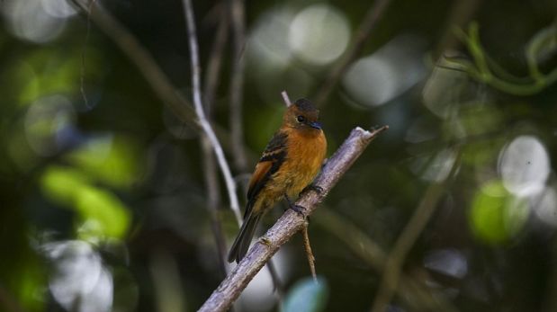 FOTOS: "Birding Rally Challenge", la competencia de avistamiento de aves que solo puede hacerse en el Perú