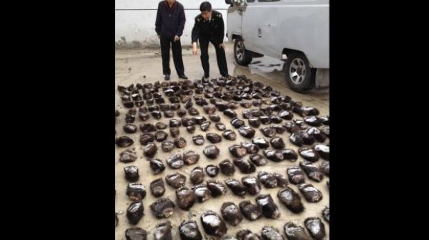Decomisaron 213 patas de oso pardo introducidas ilegalmente en China