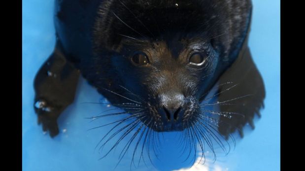 FOTOS: dos focas bebes reciben tratamiento especial en Rusia