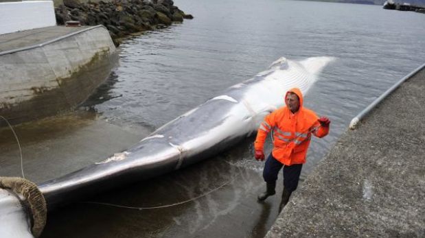 Reanudan la controvertida caza de ballenas en Islandia