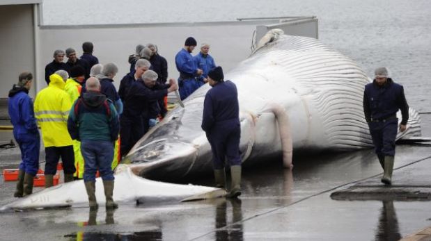 Reanudan la controvertida caza de ballenas en Islandia