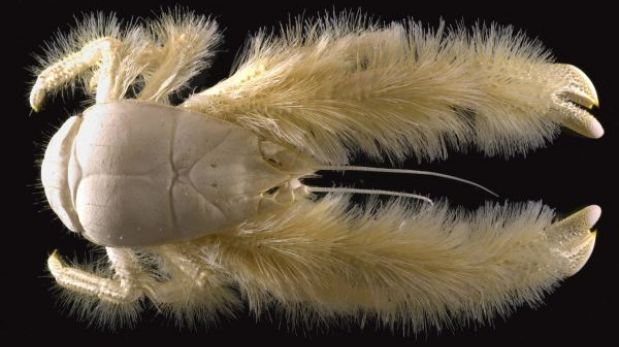 El cangrejo peludo que viajó por los océanos en una "autopista" submarina