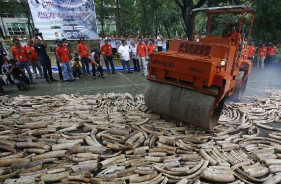 Filipinas destruye toneladas de marfil para combatir el comercio ilegal