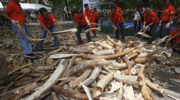 Filipinas destruye toneladas de marfil para combatir el comercio ilegal