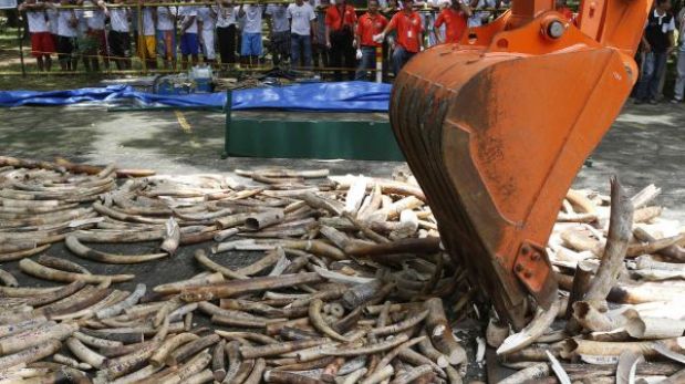 Filipinas destruye toneladas de marfil para combatir el comercio ilegal