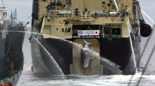 Japón defenderá la caza de ballenas ante Tribunal de La Haya