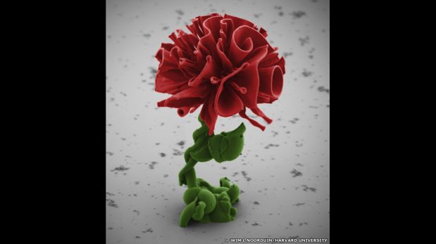 FOTOS: la belleza de las flores microscópicas nos muestran cómo funciona la evolución