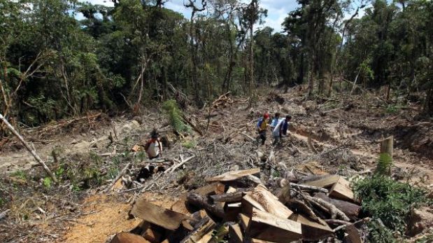 Bolivia pierde 250 mil hectáreas de bosques por deforestación