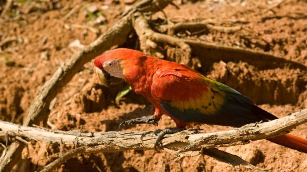FOTOS: un safari fotográfico por la Amazonía del Perú