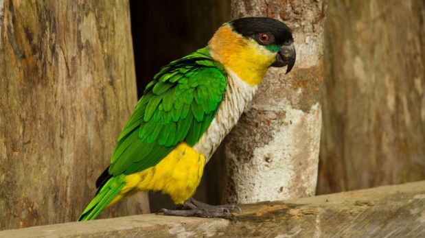 FOTOS: un safari fotográfico por la Amazonía del Perú