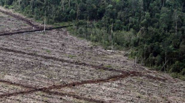 Greenpeace: Europa es el principal culpable de la deforestación mundial
