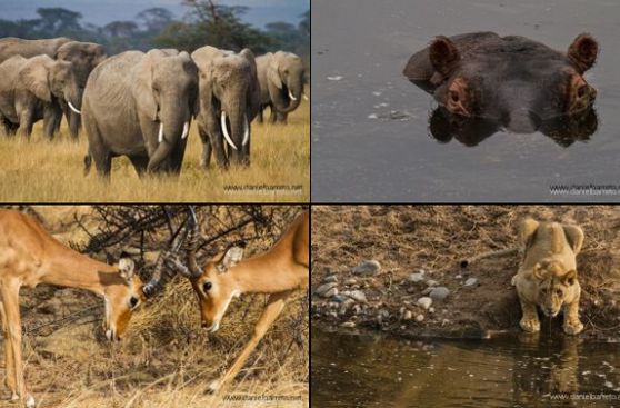 Un viaje al corazón del mundo salvaje por los parques nacionales de Kenia
