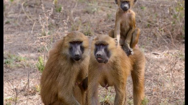 Zoológico francés expulsó a decenas de monos por vandalismo