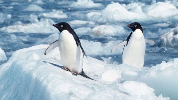 La acidificación del mar amenaza los ecosistemas marinos en la Antártida