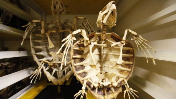 Científicos descubren el origen del caparazón de las tortugas