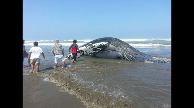 FOTOS: la ballena de 15 metros que varó en caleta Santa Rosa de Lambayeque