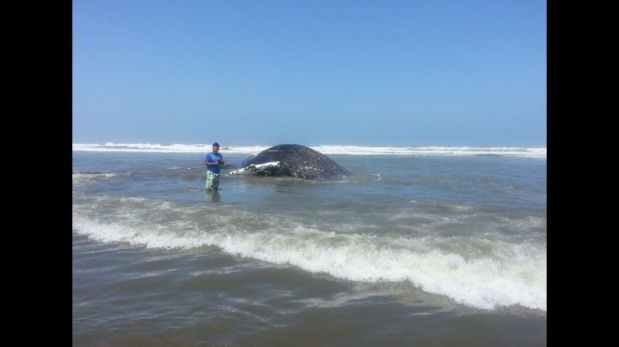 FOTOS: la ballena de 15 metros que varó en caleta Santa Rosa de Lambayeque