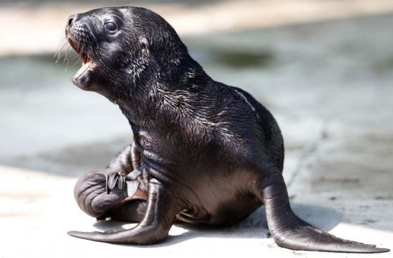 FOTOS: “Alida”, el lobo marino bebe del Zoológico de Viena