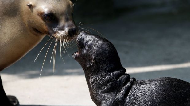 FOTOS: “Alida”, el lobo marino bebe del Zoológico de Viena