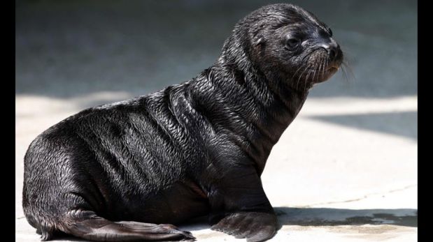 FOTOS: “Alida”, el lobo marino bebe del Zoológico de Viena